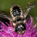 Megachile bombycina - Photo (c) Марина Горбунова-Ëлкина,  זכויות יוצרים חלקיות (CC BY-NC), הועלה על ידי Марина Горбунова-Ëлкина