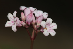 Apocynum venetum