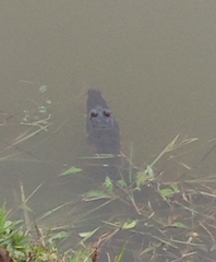 Crocodylus moreletii