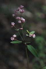 Apocynum venetum