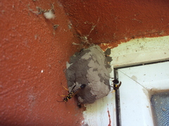 Sceliphron asiaticum