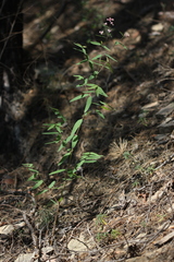 Apocynum venetum