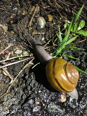Helminthoglypta tudiculata grippii