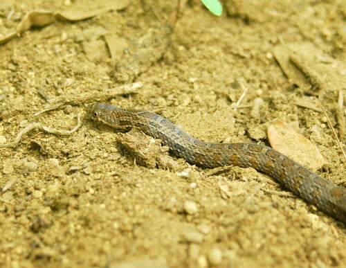 Two-lined Mexican Earth Snake