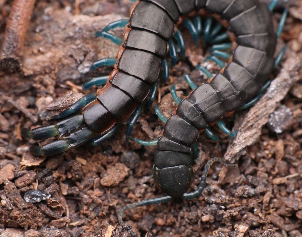 Scolopendra laeta