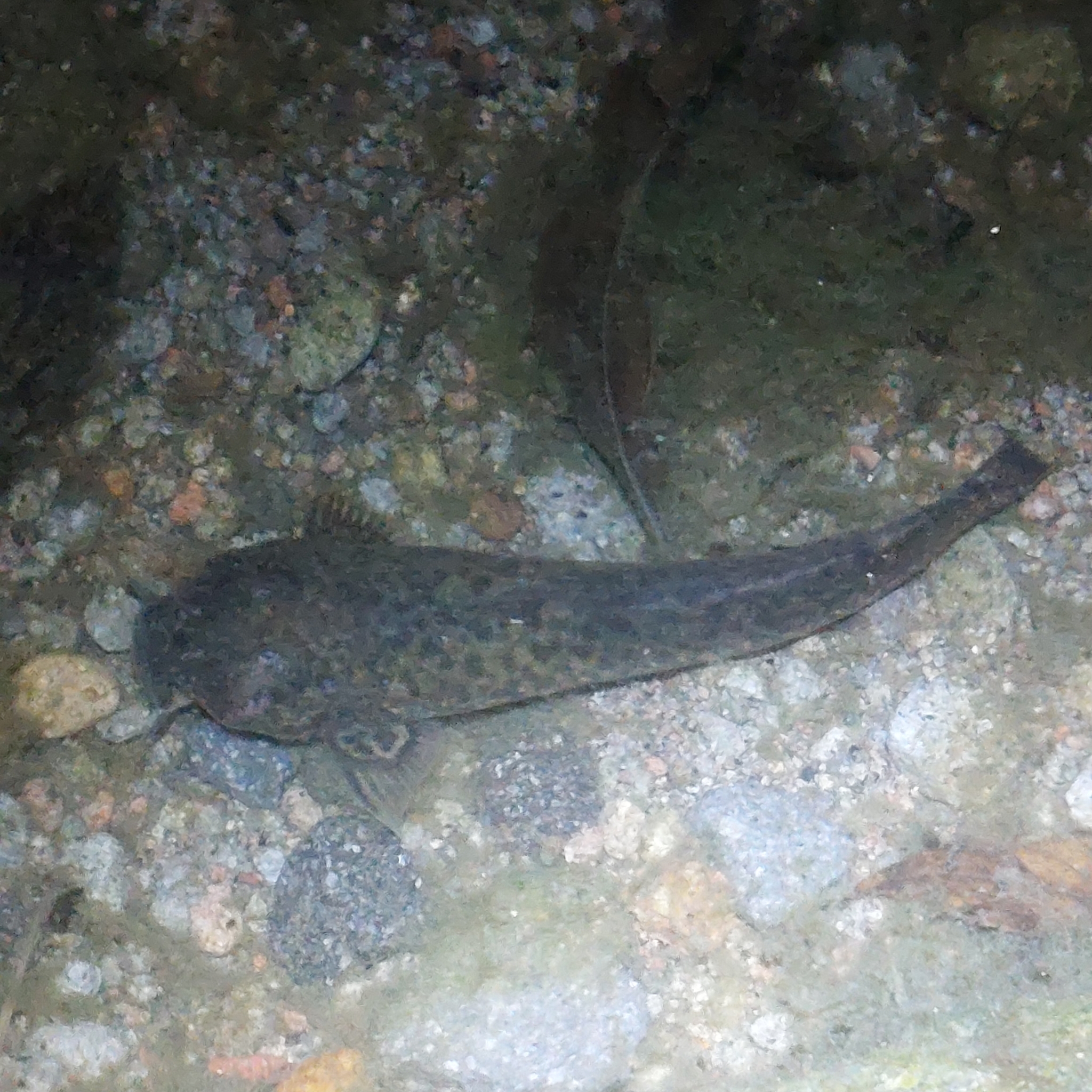 Andean Catfish photo 2