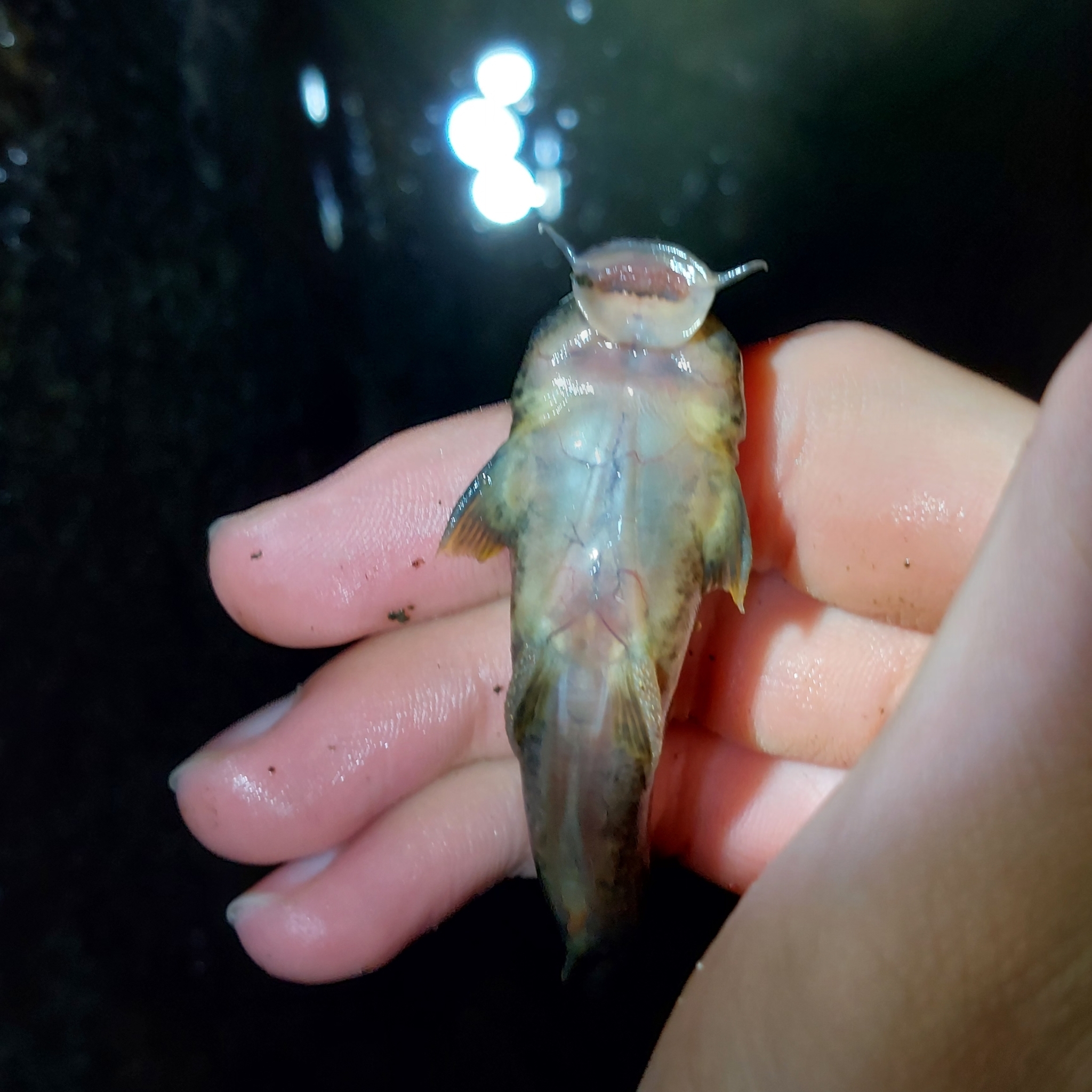 Andean Catfish photo 3