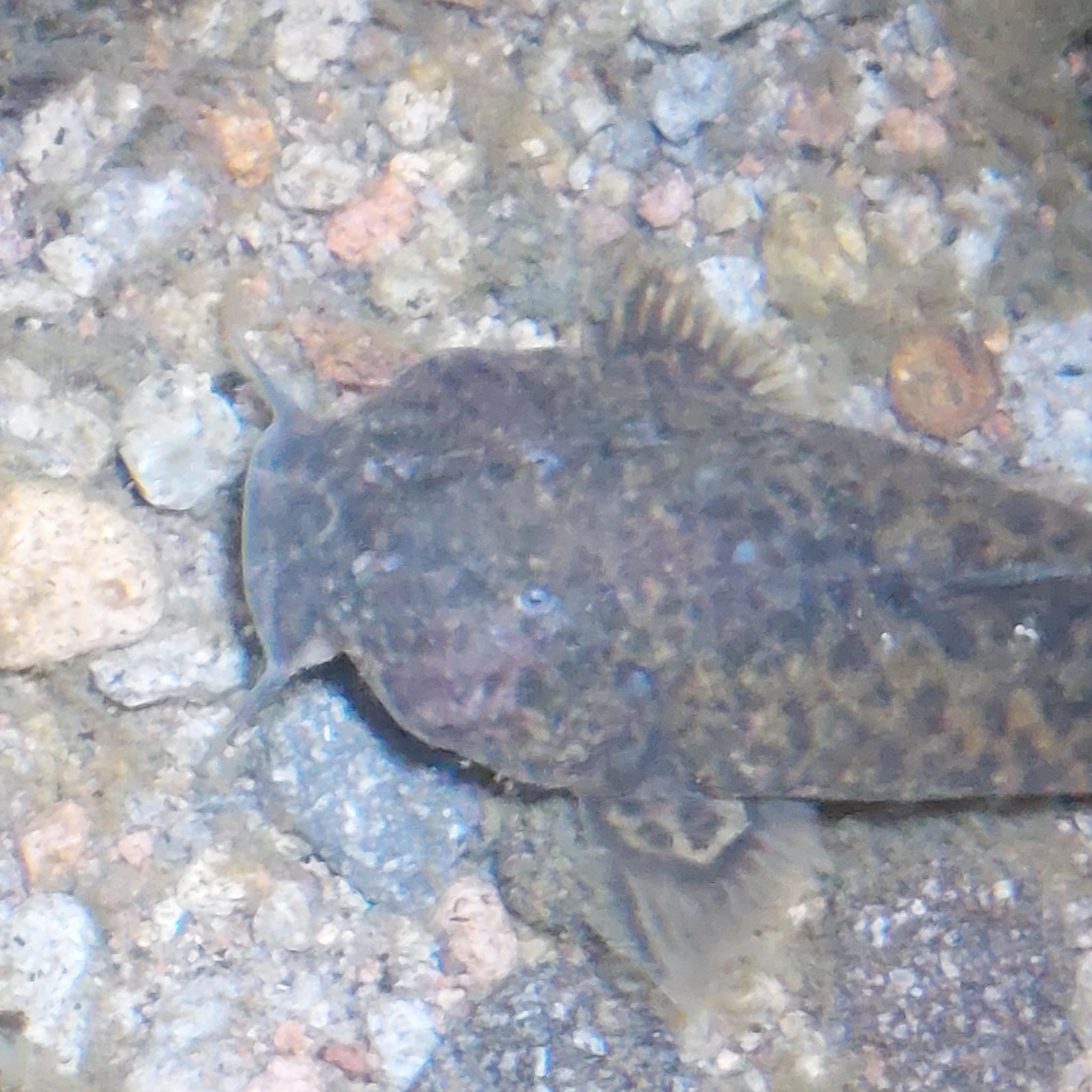 Andean Catfish photo 4