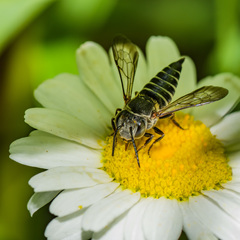 Coelioxys sayi