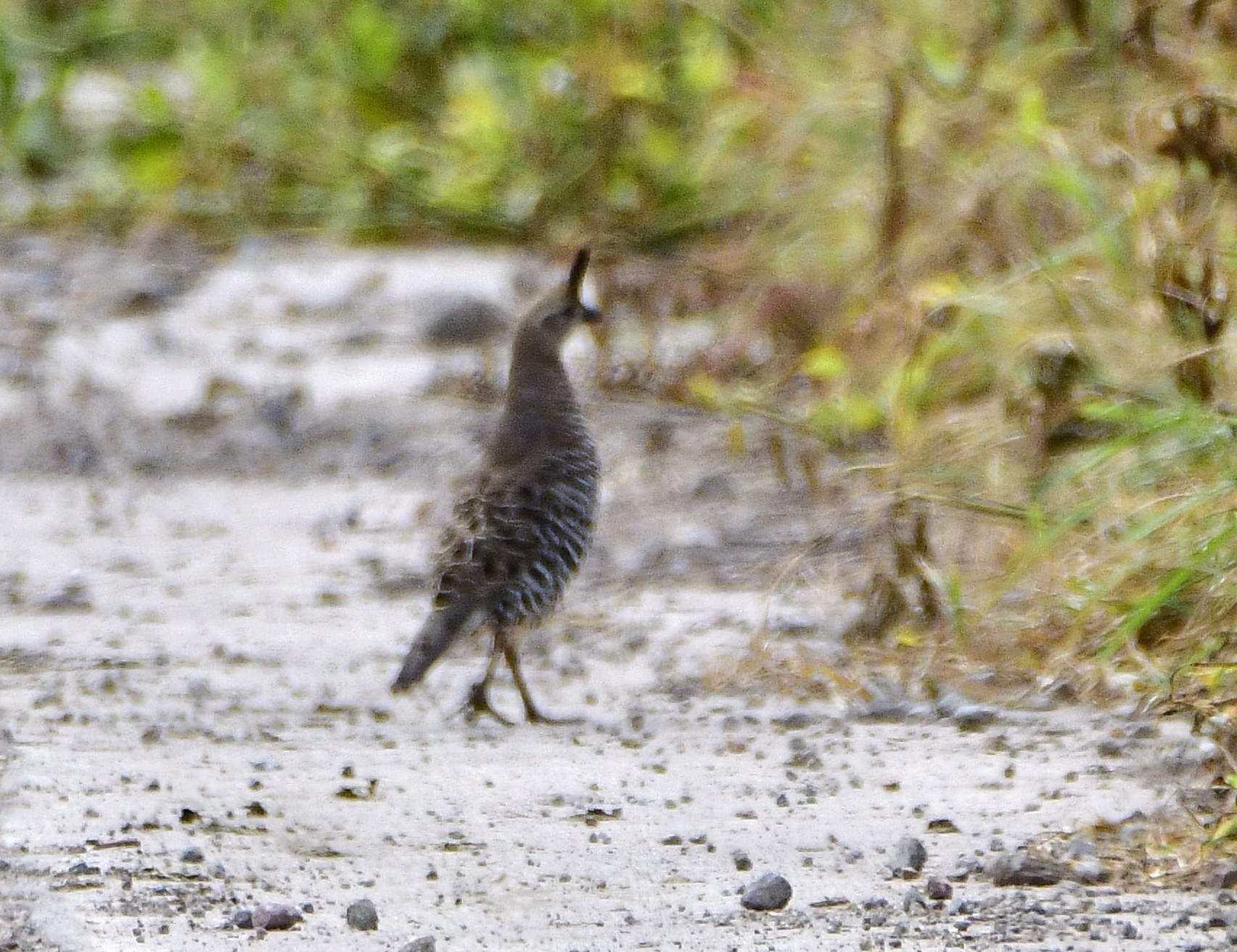 Banded Quail (Philortyx fasciatus), photo 7