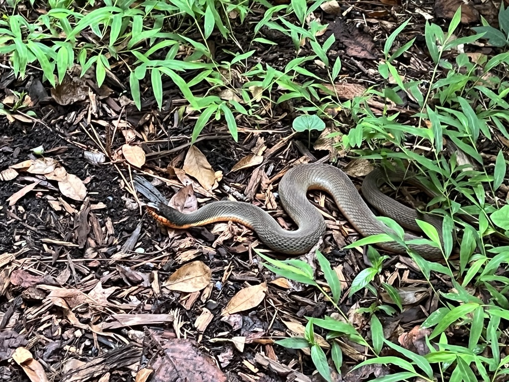 Plain-bellied Watersnake in August 2023 by Matthew · iNaturalist