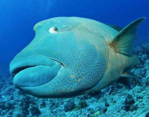 Humphead Wrasse