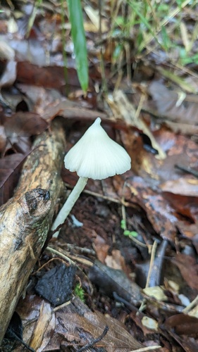Entoloma album