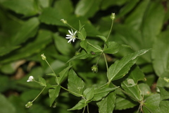 Stellaria bungeana