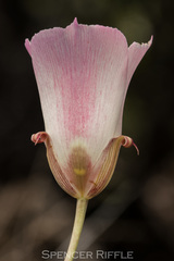 Calochortus simulans