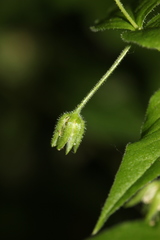 Stellaria bungeana