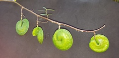 Machaerium lunatum