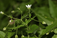 Stellaria bungeana