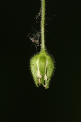 Stellaria bungeana