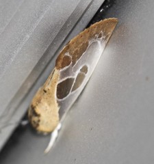 Westermannia gloriosa