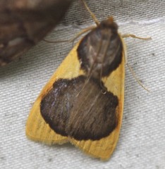 Prooedema inscisalis