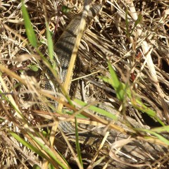 Oligosoma kokowai