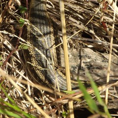 Oligosoma kokowai