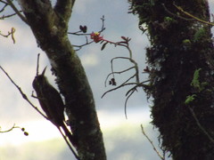 Lepidocolaptes affinis