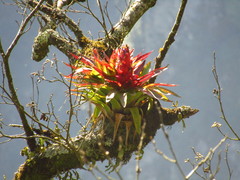 Tillandsia imperialis