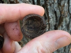 Carya ovalis
