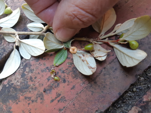 Cotoneaster franchetii