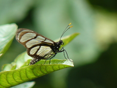 Methona confusa psamathe