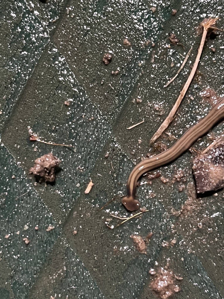 Shovelheaded Garden Worm in August 2023 by Dark_l0rd2 · iNaturalist
