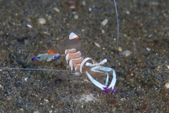 Ancylomenes magnificus