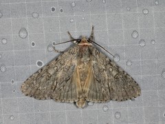 Acronicta americana