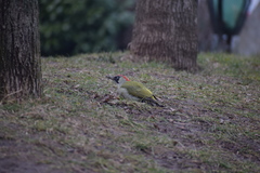 Picus viridis