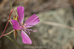 Clarkia bottae