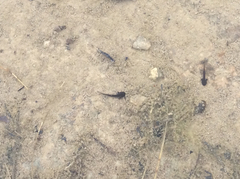Ambystoma barbouri