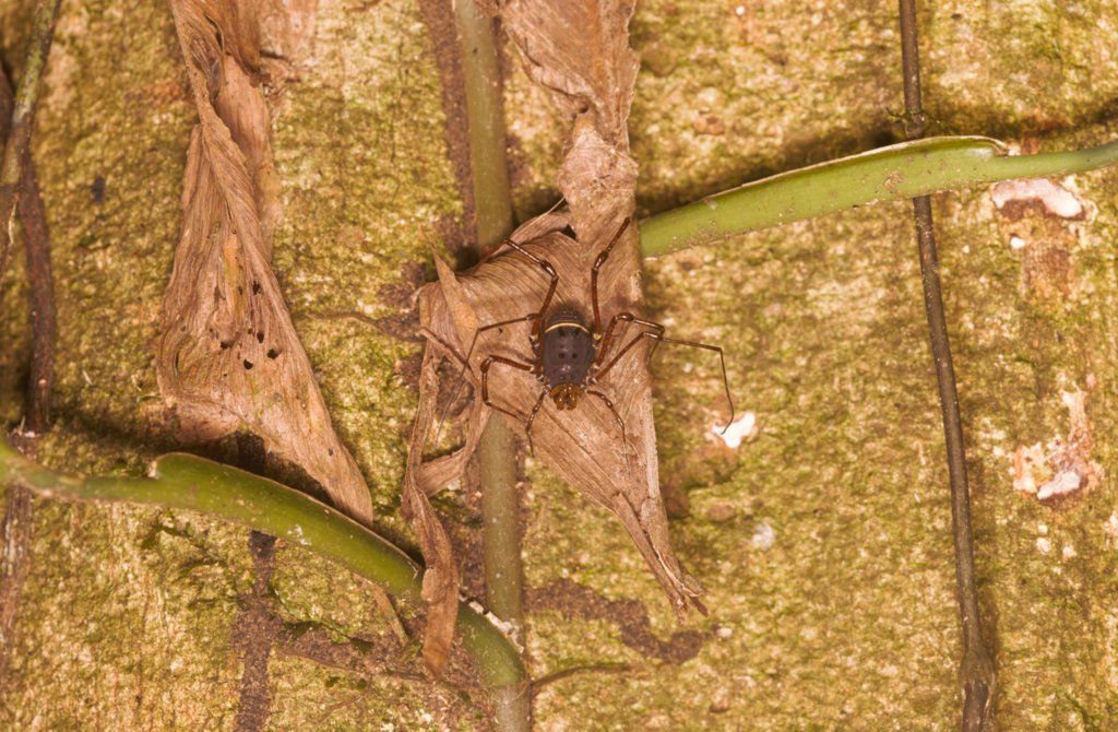 daddy longlegs