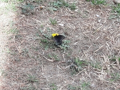 Battus philenor philenor