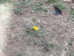 Battus philenor philenor