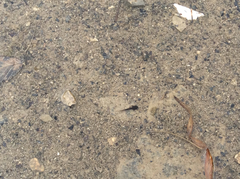 Ambystoma barbouri