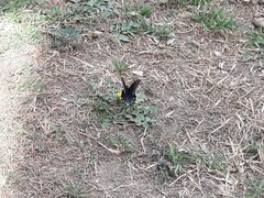 Battus philenor philenor