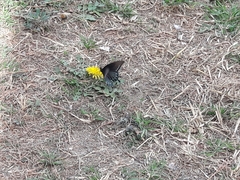 Battus philenor philenor