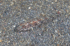 Gobiinae