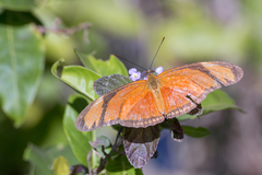 Dryas iulia alcionea