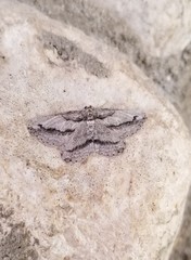Iridopsis pergracilis
