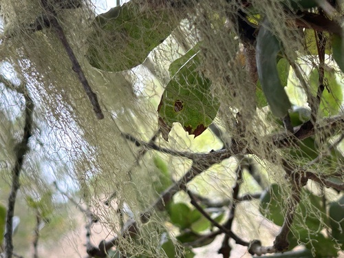 iNaturalist observation photo of lace lichen
