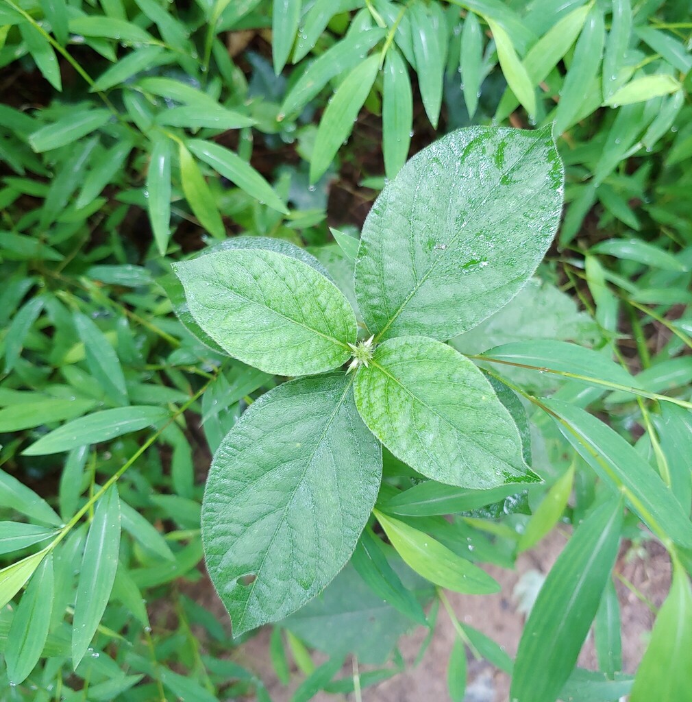 Japanese Chaff Flower from 1795 Johnson Rd NE, Atlanta, GA 30306 on ...