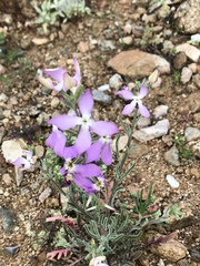 Matthiola longipetala